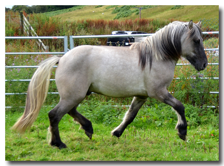 Highland pony breeder Photos of Highland ponies, highland ponies for sale from prize winning