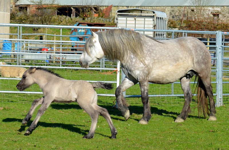 Highland pony breeder Photos of Highland ponies, highland ponies for sale from prize winning