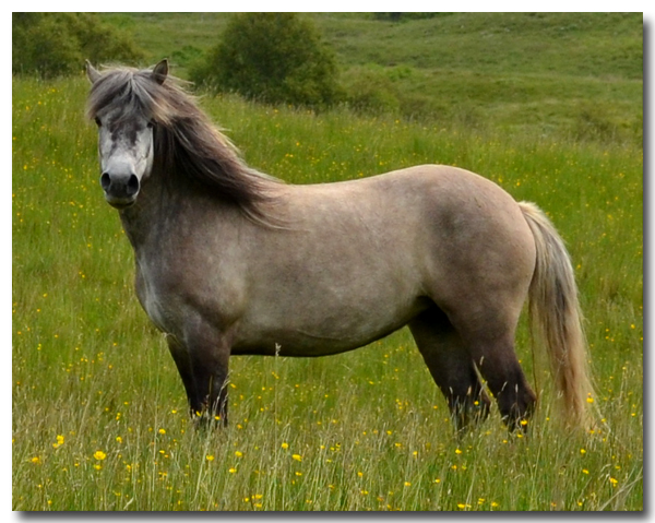 Highland pony breeder -Photos of Highland ponies, highland ponies for ...